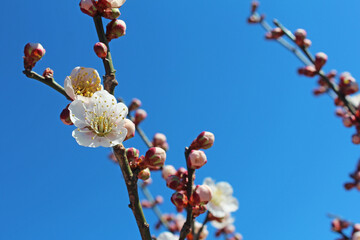 梅の花