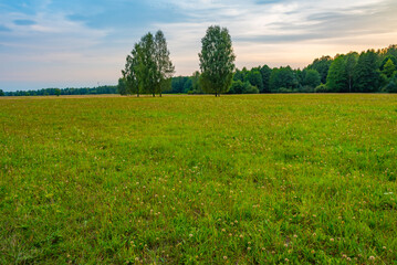Meadow at Bialowieza national park in Poland