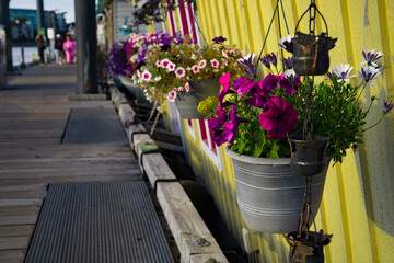 Colorful petunia flowers in pots on a wooden boat house in Victoria, Fisherman`s wharf, BC, Canada