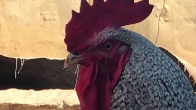 Gray Rooster Closeup with Red Comb