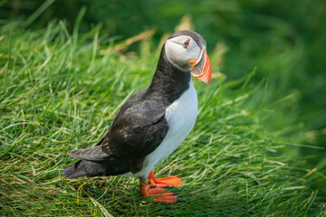Atlantic puffin perched on a grassy hill breed in colonies on coasts and islands.
