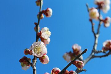 梅の花