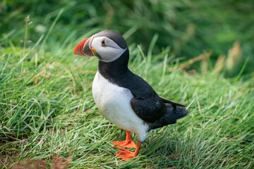 Atlantic puffin perched on a grassy hill breed in colonies on coasts and islands.
