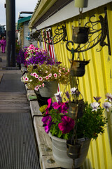 Colorful petunia flowers in pots on a wooden boat house in Victoria, Fisherman`s wharf, BC, Canada