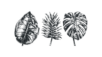 Sketch of three assorted tropical plant leaves on transparent background. Vector hand drawn illustration