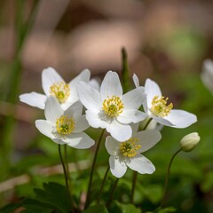 Fototapeta premium Close-up of delicate white flowers