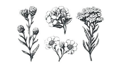 Botanical sketch of wildflowers and foliage isolated on a white background. Vector hand drawn illustration