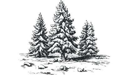 Black and white sketch of snow covered evergreen trees with rocks. Vector hand drawn illustration