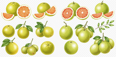 A collection of watercolor illustrations of fresh pomelo fruits, shown whole, halved, and sliced with pink flesh.