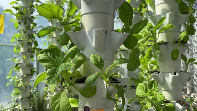 Vertical farming systems indoor agriculture hydroponics growing lettuce and greens