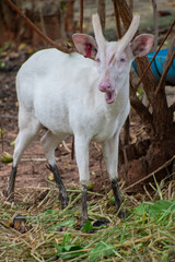 Albino Muntjac deer, Thailand