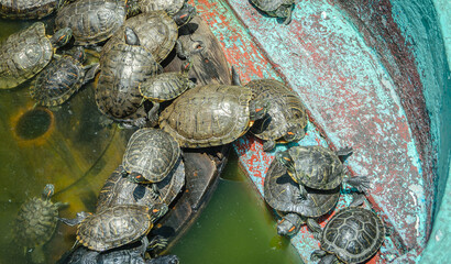 Group of Freshwater Turtles Basking and Swimming Together in Sunlit Pond