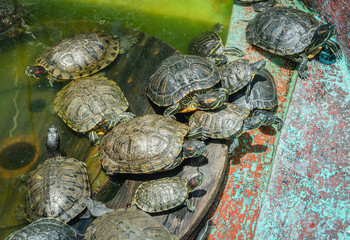 Group of Freshwater Turtles Basking and Swimming Together in Sunlit Pond
