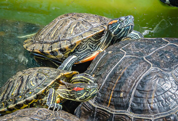 Group of Freshwater Turtles Basking and Swimming Together in Sunlit Pond