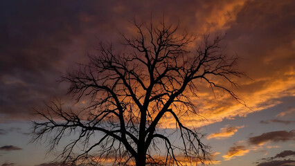 Gnarly Tree Silhouette Under Stormy Autumn Sky at Dusk, Bold Branches and Vibrant Cloudscape