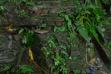 足元の岩場に生える植物