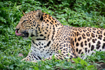 Close up Big Leopard