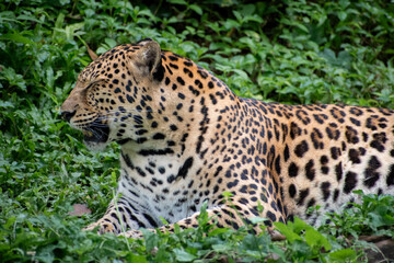 Close up Big Leopard