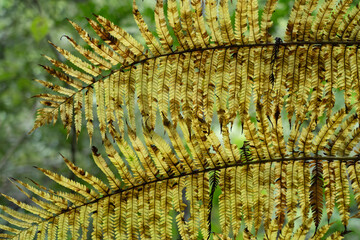 変色したシダの葉