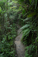 比地大滝へと続くやんばるの森の中の遊歩道