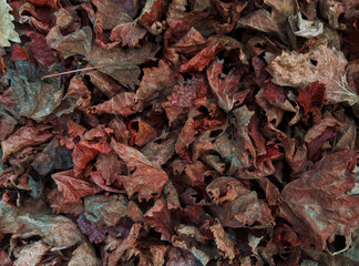 dry leaves background