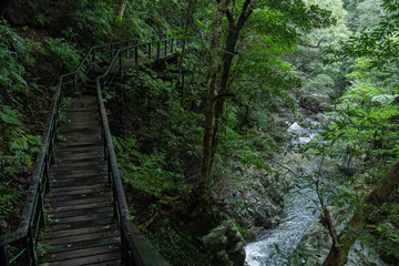 比地川沿いを歩く比地大滝へと続く遊歩道