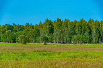 Obraz premium Meadow at Bialowieza national park in Poland