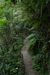 比地大滝へと続くやんばるの森の中の遊歩道