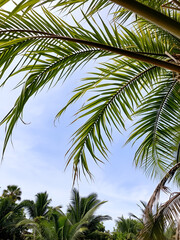 Fototapeta premium Tropical tree leaves and branch foreground