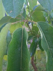 Heptapleurum actinophyllum or Schefflera actinophylla plant in garden, commonly called walisongo plant or octopus tree, umbrella tree, queensland umbrella tree, australian umbrella tree