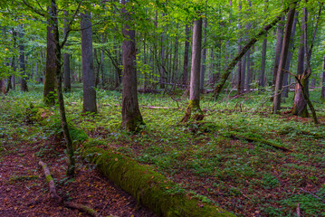 Part of Bialowieza national park with the highest level of restr