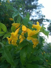 Close up of Tecoma Stans or Yellow Tecomaria blooming in the garden - In Indonesia this flower is called the Yellow Trumpet Flower