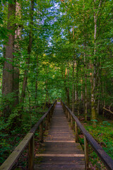 Part of Bialowieza national park with the highest level of restr