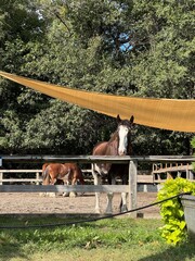 horse and foal