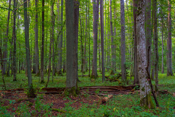 Part of Bialowieza national park with the highest level of restr