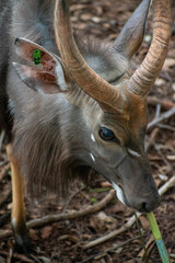 Male Nyala / Nyala Bull