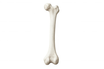 Realistic rendering of a long bone showcasing intricate details, perfect for medical illustrations or educational projects with transparent background