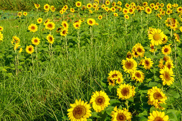 Obraz premium Beautiful yellow of Sunflower, among green leaves and soft blurred style for background, selective focus point.