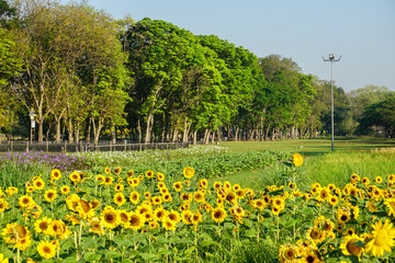 Beautiful yellow of Sunflower, among green leaves and soft blurred style for background, selective focus point.