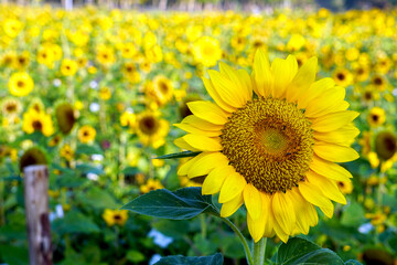 Fototapeta premium Beautiful yellow of Sunflower, among green leaves and soft blurred style for background, selective focus point.