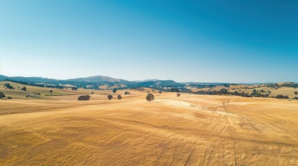 Obraz premium Vast golden field landscape with blue sky and distant hills in countryside