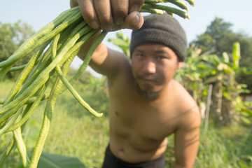 Farmers collect long bean