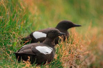 Black Guillemonts forage close to shore diving down for food. They can stay underwater for two minutes or more

