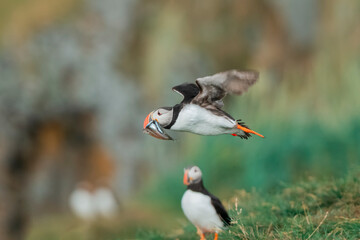 Atlantic puffin soaring through the sky takes fish in its beak  towards its nest.
