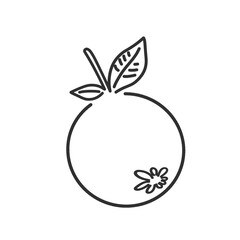 mangosteen fruit icon with leaf without background