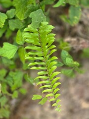 fern in the forest