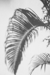 Light and shadow, showcasing the dappled sunlight filtered through palm fronds onto a textured, light-colored surface. Natural leaf shadows on white wall for background design for text.	