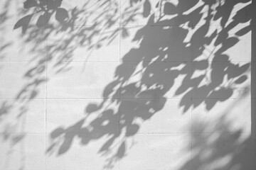 Light and shadow, showcasing the dappled sunlight filtered through palm fronds onto a textured, light-colored surface. Natural leaf shadows on white wall for background design for text.	