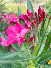 beautiful pink Oleander flower in the garden