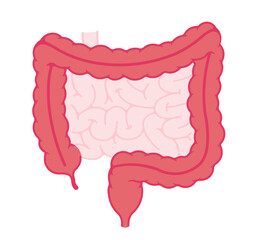 Large intestine anatomy vector illustration ( no text )